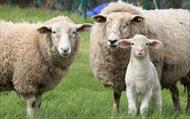 تحقیق رفتارشناسي كاربردي گوسفند