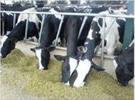 پاورپوینت استفاده از مولتی آنزیم ناتوزیم پلاس در تغذیه گاوهای شیری و پرواری